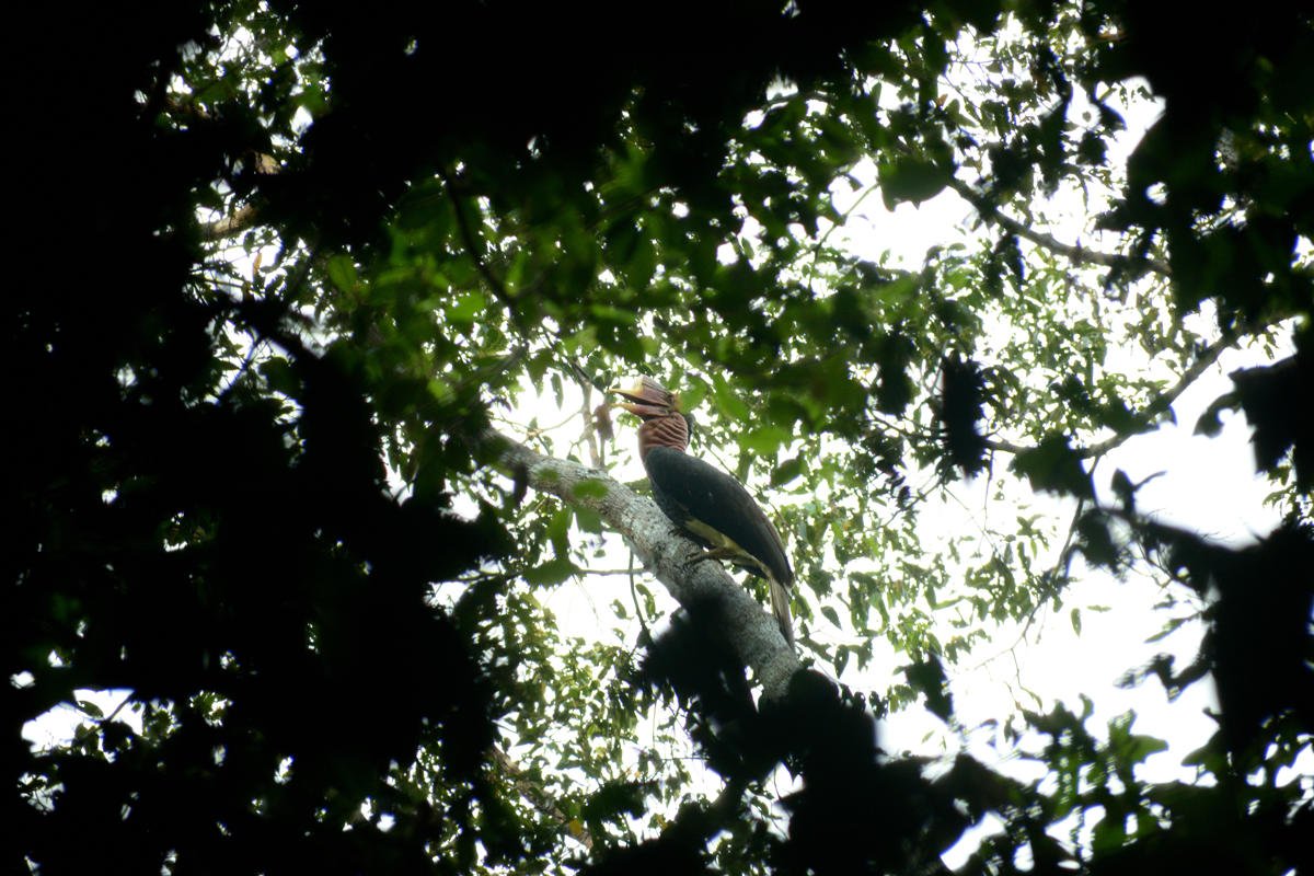 Fauna Kalimantan