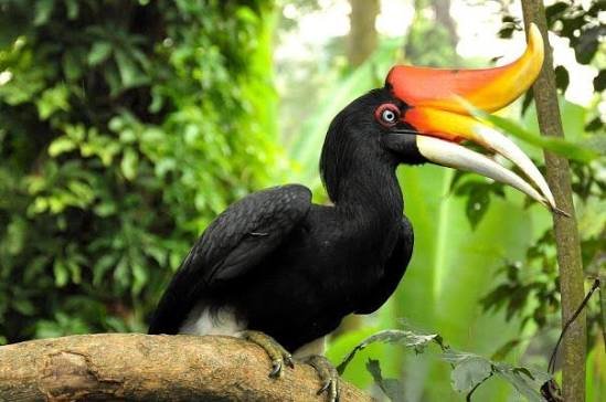 Fauna Kalimantan