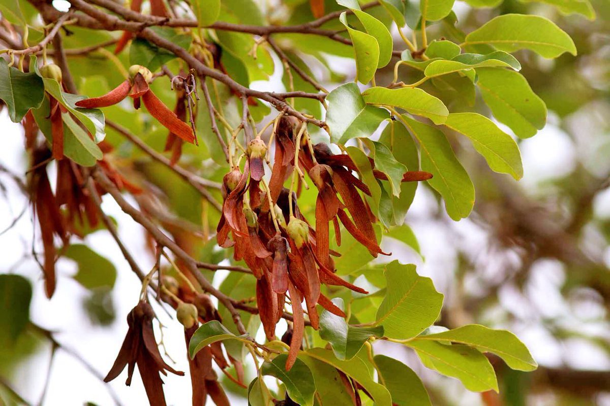 Flora Kalimantan